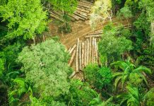 Veja detalhes da 2ª fase da operação “SOS Karipuna” executada pela PF em RO