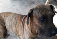 Procura-se cachorro desaparecido no Jardim Primavera