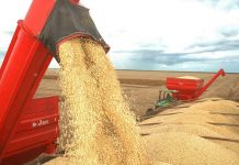 Produtores de soja de Rondônia devem cadastrar áreas que serão cultivadas para a safra 2019/2020