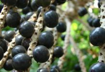 Governo publica lista de produtos da agricultura familiar com desconto em agosto