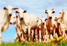 Abate de bovinos e suínos cresce em relação ao mesmo trimestre de 2018