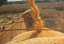 Embarques de milho somam US$ 1,34 bi em agosto, alta de 169,2%