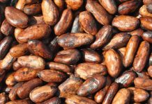 Brasil é reconhecido como país exportador de cacau fino e de aroma