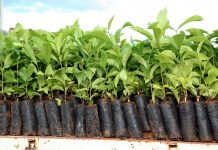 Mais de 4 mi para o melhoramento genético do café foram aprovados pelo conselho de desenvolvimento em RO