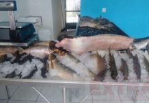 Comerciante perde 150 kg de peixe com queda de energia e registra boletim contra Energisa