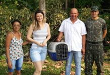 Empresária e veterinário cuidam de macaco atropelado próximo a Colorado; após a recuperação animal foi solto na natureza – vídeo