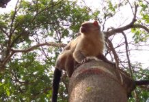 Macaco aparece em árvore de praça e vira atração de moradores em Vilhena; vídeo