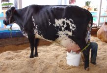 Com mais de R$ 11 mil em prêmios, Cabixi sedia concurso leiteiro