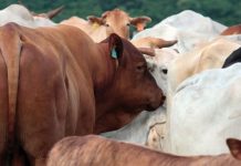 Equador abre o mercado de bovinos vivos para o Brasil