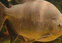 Realizado em três Estados, Amazongen coleta informações sobre técnicas na reprodução de tambaqui