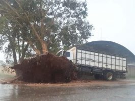 Vendaval destelha casas e derruba árvores em Ouro Preto