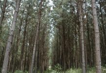 Florestas plantadas geram estoque de 4,2 bi de gás carbônico equivalente