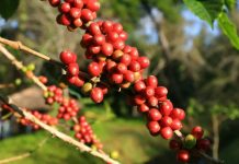 Conselho é recriado para formular política do café e gerir recursos do Funcafé