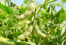 Baixa umidade pode levar ao replantio de soja em algumas regiões do país