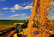 Agropecuária representa maior fatia do produto interno bruto de RO