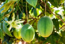 Aplicativo ajuda reconhecer e controlar pragas do maracujazeiro