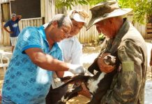 PIMENTEIRAS: campanha antirrábica vacina cães e gatos no distrito de Laranjeiras; secretário comenta