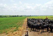 Valor da produção agropecuária de RO deve atingir R$ 10,2 bi em 2019, mostram dados do Mapa