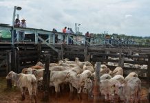 Em novembro tem 18º leilão “Direito de Viver “ em Colorado