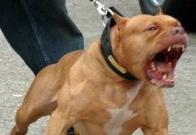 Em Ariquemes, pit bulls fogem de casa, matam cachorro e avançam contra pedestres; donos responderão judicialmente
