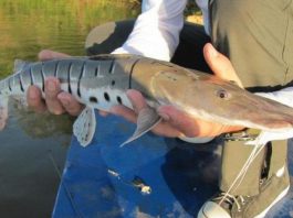 Pesca de mais de sete espécies são proibidas em RO