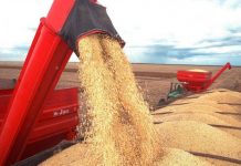 Produção de grãos cresce e chega a 246 milhões de toneladas