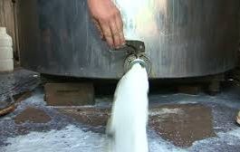 Sitiante perde 650 litros de leite por falta de energia elétrica em Vilhena