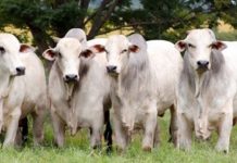 Novembro é marcado por preços recordes do boi gordo e da carne