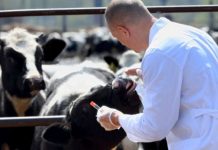 Novo sistema vai agilizar atendimento de emergências veterinárias no país