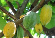 Cultivo de cacau traz renda e sustentabilidade ambiental para Rondônia