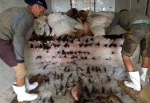 Cuidados com o manejo da despesca ajuda na conservação e qualidade do peixe em RO