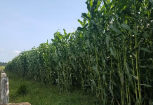 Produtores de RO investem em sorgo forrageiro como solução de alimentação do rebanho