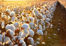 Rondônia se destaca internacionalmente na produção de algodão