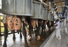 Pecuária do leite espera crescer cerca de 2% em 2020