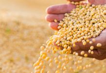 Soja é o produto agrícola com maior representatividade econômica em RO