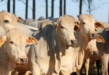 PIB-AGRO: movimento de alta segue firme, com sustentação vinda da pecuária