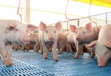 Custos de produção de suínos e frangos de corte acumulam altas em 2019