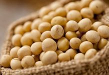 SOJA: com preços elevados, produtor retoma negociação