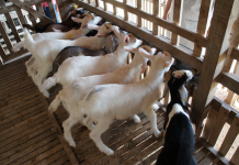 Cuidados com manejo de caprinos e ovinos podem evitar ataques de predadores
