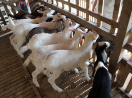 Cuidados com manejo de caprinos e ovinos podem evitar ataques de predadores
