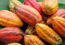 Revitalização e fortalecimento da cadeia produtiva do cacau aumenta a produção em RO