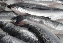 Marrocos abre mercado para exportação de peixe do Brasil
