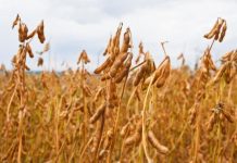 SOJA: apesar do avanço da colheita, preços seguem firmes