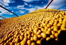 SOJA: aumento da oferta e dólar forte elevam liquidez no Brasil; preços sobem