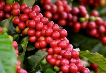 Estimativa da safra de cafés do Brasil para 2020 prevê aumento de produção das espécies arábica e conilon