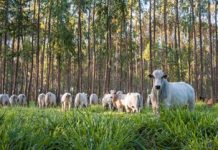 Pesquisa comprova benefícios de integração lavoura-pecuária-floresta para diminuição de gases de efeito estufa