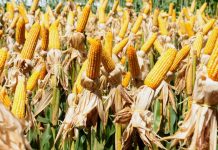 Municípios produtores de algodão, milho e soja têm maiores valores de PIB, aponta pesquisa