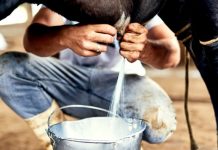 Aplicativo auxilia no controle de desempenho do rebanho leiteiro