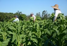 Tabaco brasileiro seguiu para 111 países em 2019