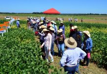 “Dias de Campo da Embrapa” acontece nos meses de fevereiro e março em Vilhena e Porto Velho